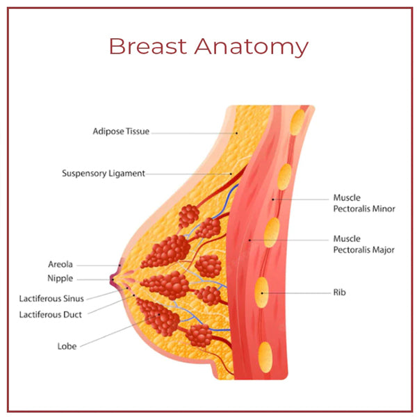 LiftUp Microcurrent BreastPlump Massager